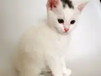 отдам котят, фотография 2