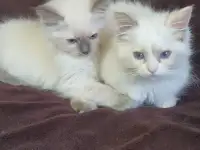 Котята рэгдоллл, фотография 4