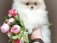 Померанский шпиц, щенки. Мини мишки, фотография 6