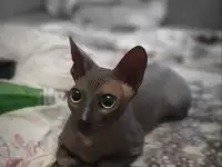 Сфинкс