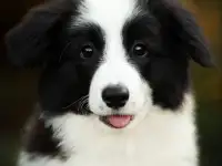 Продаются щенки Бордер-Колли, фотография 4