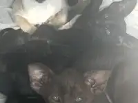 Ориентальные котята к продаже, фотография 2