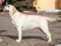 Высокопородные щенки лабрадор, фотография 9