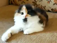 Шотландские котята яркого окраса, фотография 8