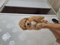 Щенок мальтипу