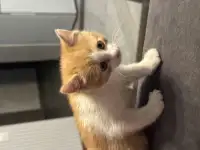 ОТДАДИМ КОТЯТ