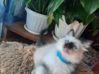 КОТЯТА  РЭГДОЛЛ, фотография 3
