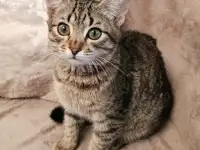 Кошечка Капелька 3-4 месяца, фотография 4