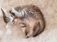 Котята шотландской прямоухой, фотография 5