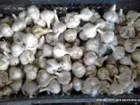 Чеснок
