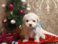 Мальтийской болонки щенки, фотография 2