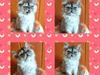 Персидские котята Экстремального типа чистокровные. Персы., фотография 8