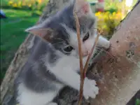 Милые котята ищут дом, фотография 7