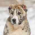 Продам щенков среднеазиатской овчарки (алабай), фотография 2
