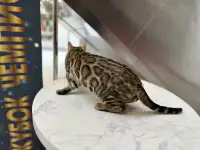 Бенгальский кот вязка, фотография 5