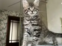 Крупный мальчик мейн-кун, фотография 11