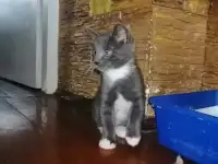 Отдам котёнка в добрые руки, фотография 3