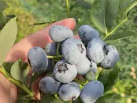Продам участок с домом д.Рыловичи, фотография 8