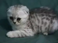 Шотландские котята, фотография 4