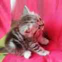 Шотландские котята, фотография 6