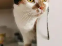 КОШКА МИРОЧКА В ДАР! ИЩЕТ ДОМ! Трехцветная