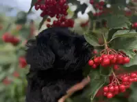 Щенки Цвергшнауцера