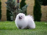 Шпиц