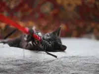 Милейший котеночек Масик мечтает найти семью!, фотография 2