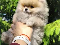 Померанский шпиц, щенки. Мини мтшки