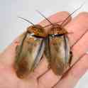 Eublaberus posticus, фотография 2
