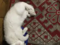 Котята подростки в дар, фотография 2