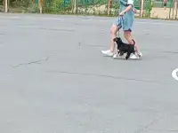 Щенки, фотография 5