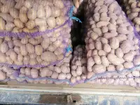 Продам картофель, не дорого, с доставкой по г. Минску от сетки., фотография 2