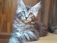 Питомник  Мейн кунов, фотография 2