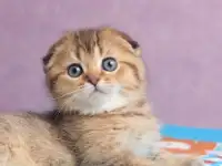 Котята шотландские ЗОЛОТАЯ ШИНШИЛЛА, фотография 3