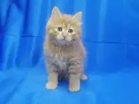 Курильский бобтейл, фотография 2