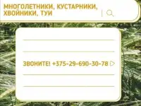 ТУИ, Хвойники, Рассада цветов оптом от производителя., фотография 5