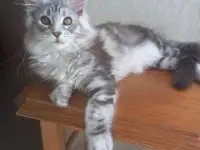 Мейн кун, фотография 6