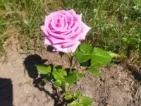 продам дом в деревне, д.Задобричье Червенский район, фотография 7