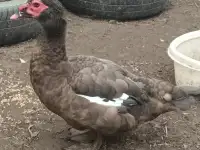 Мускусные утки и селезни, фотография 3