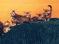 Бенгальские котята, фотография 3