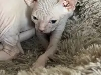 Котята канадского сфинкса, фотография 8