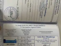 Вязка кобеля Французкого бульдога с отличной родословной, фотография 6