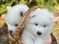 Щенки самоеда, фотография 4