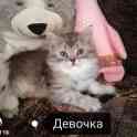 Шотландские Котята, фотография 1