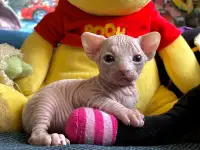 Котенок породы канадский сфинкс