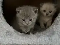 Британские котята, фотография 4