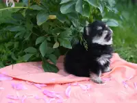 Щенок шпица померанского