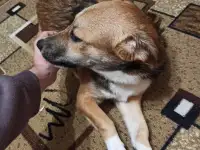 Собачка в добрые руки
