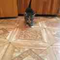 Котята, фотография 6